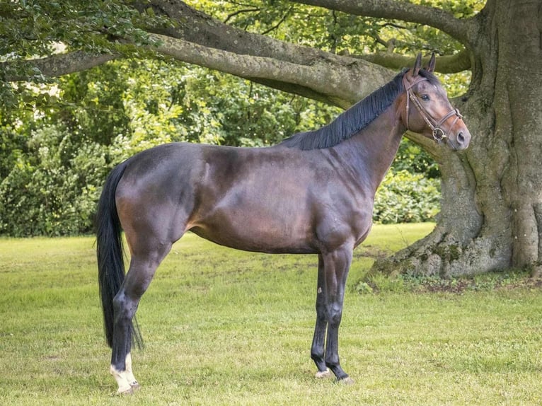 Hannoveriano Yegua 4 años 170 cm Castaño oscuro in Langelsheim