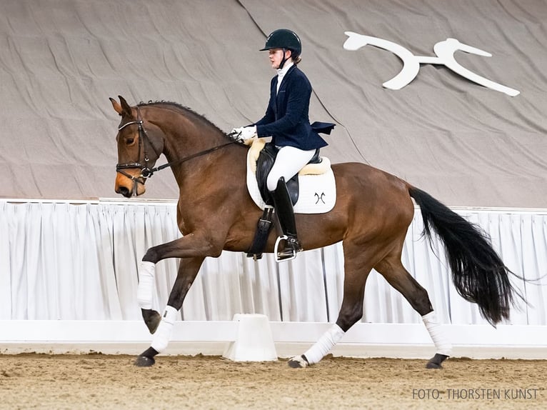 Hannoveriano Yegua 4 años 170 cm Castaño oscuro in Verden