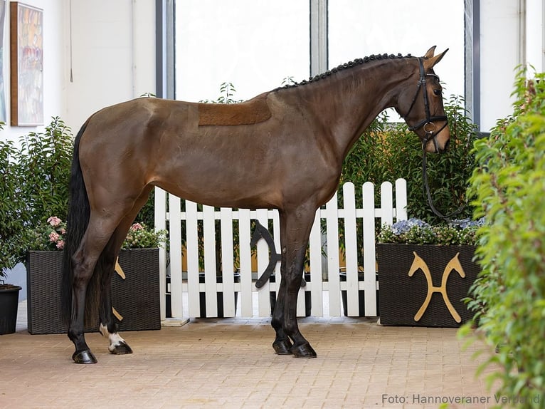 Hannoveriano Yegua 4 años 170 cm Castaño oscuro in Verden