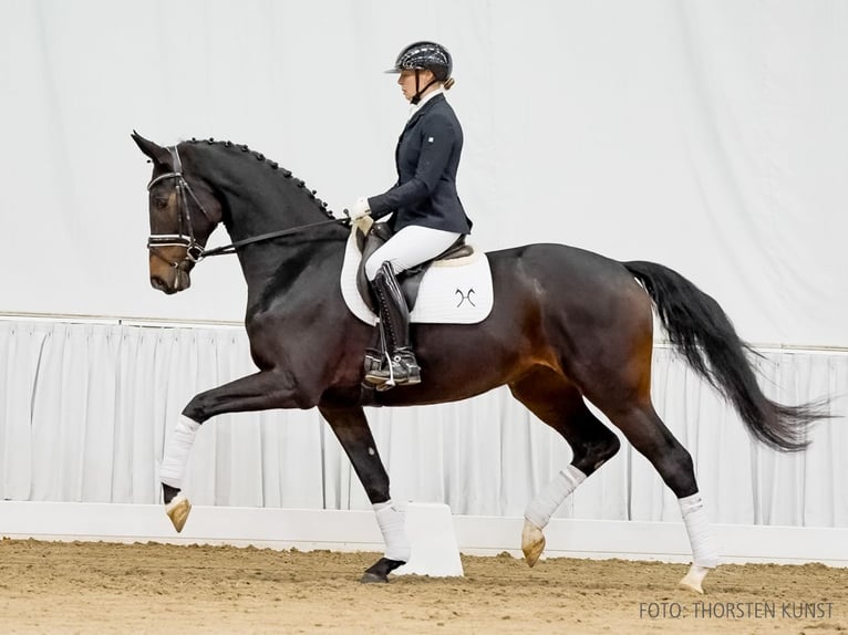 Hannoveriano Yegua 4 años 170 cm Castaño oscuro in Verden