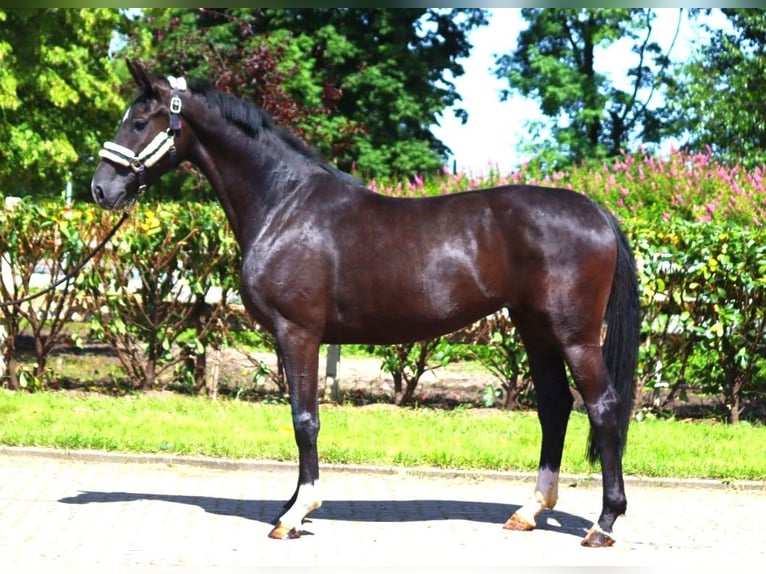 Hannoveriano Yegua 4 años 170 cm Negro in Selsingen