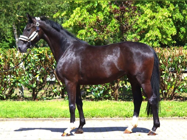 Hannoveriano Yegua 4 años 170 cm Negro in Selsingen