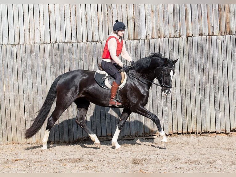 Hannoveriano Yegua 4 años 170 cm Negro in Osterholz-Scharmbeck