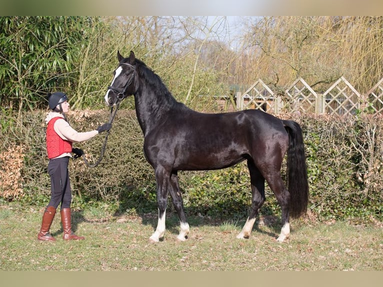 Hannoveriano Yegua 4 años 170 cm Negro in Osterholz-Scharmbeck