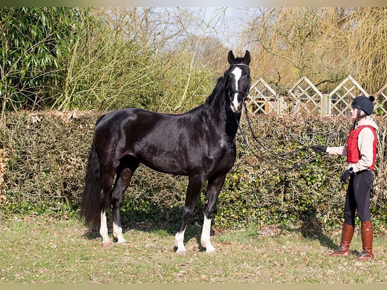 Hannoveriano Yegua 4 años 170 cm Negro in Osterholz-Scharmbeck
