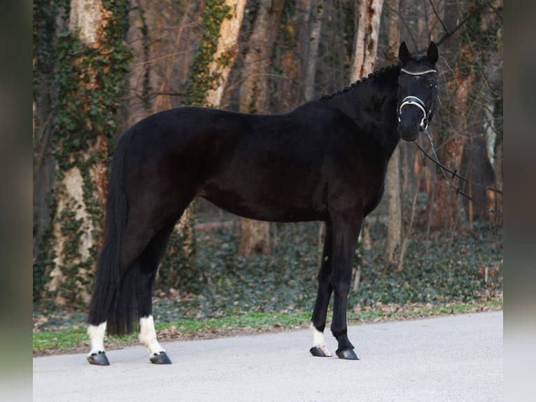 Hannoveriano Yegua 4 años 170 cm Negro in Oberwaltersdorf