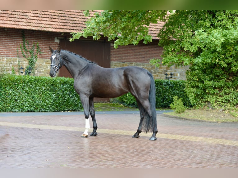 Hannoveriano Yegua 4 años 170 cm Negro in Neuenkirchen