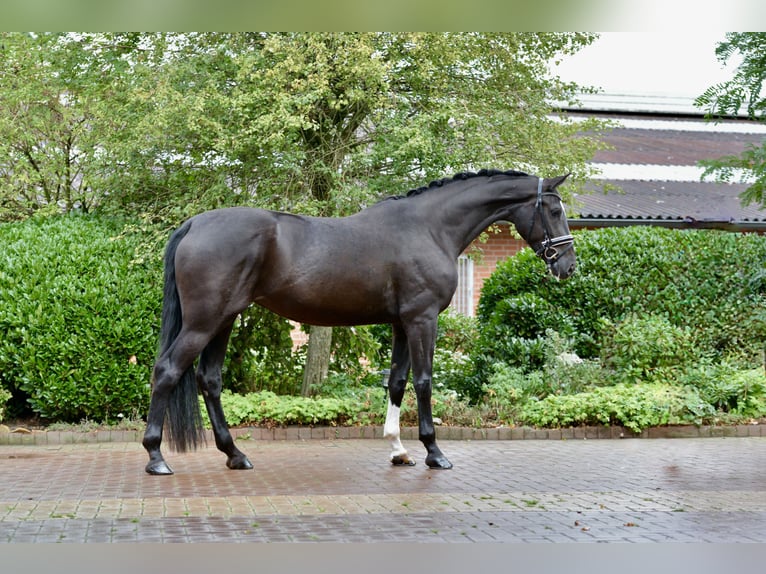 Hannoveriano Yegua 4 años 170 cm Negro in Neuenkirchen