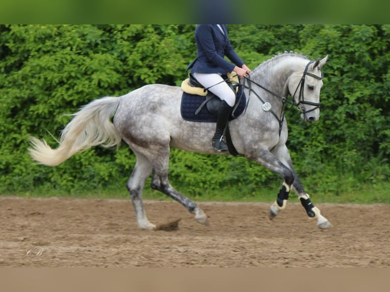 Hannoveriano Yegua 4 años 170 cm Tordo rodado in Ladenburg