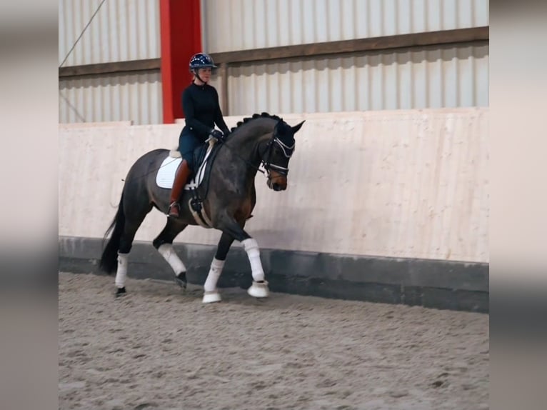 Hannoveriano Yegua 4 años 171 cm Castaño oscuro in Hohenfelde