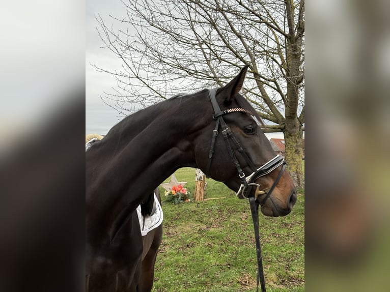 Hannoveriano Yegua 4 años 171 cm Castaño oscuro in Rodenberg