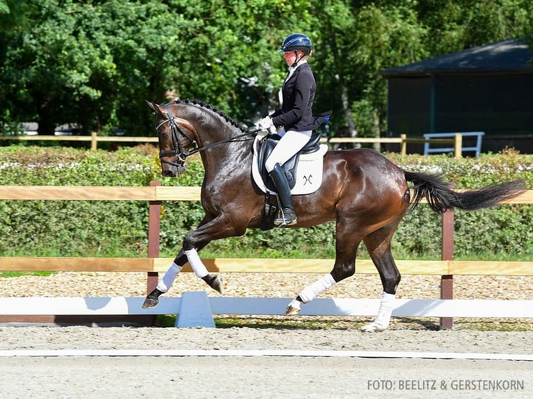 Hannoveriano Yegua 4 años 171 cm Morcillo in Verden