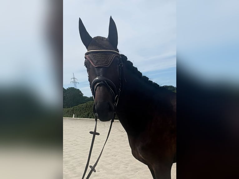 Hannoveriano Yegua 4 años 171 cm Morcillo in Beverstedt