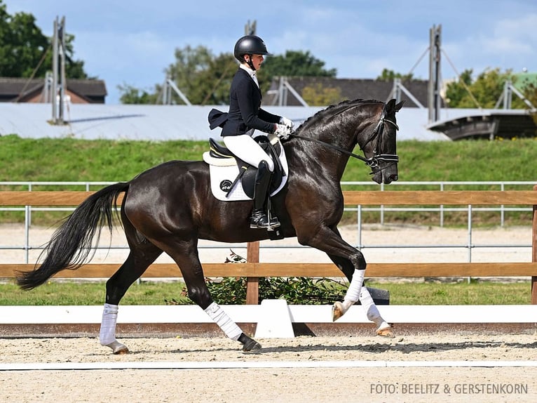 Hannoveriano Yegua 4 años 171 cm Negro in Verden