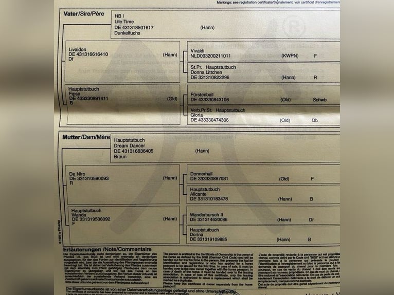 Hannoveriano Yegua 4 años 172 cm Alazán in Burdąg