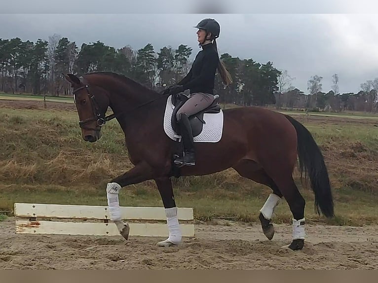 Hannoveriano Yegua 4 años 172 cm Castaño oscuro in Gifhorn