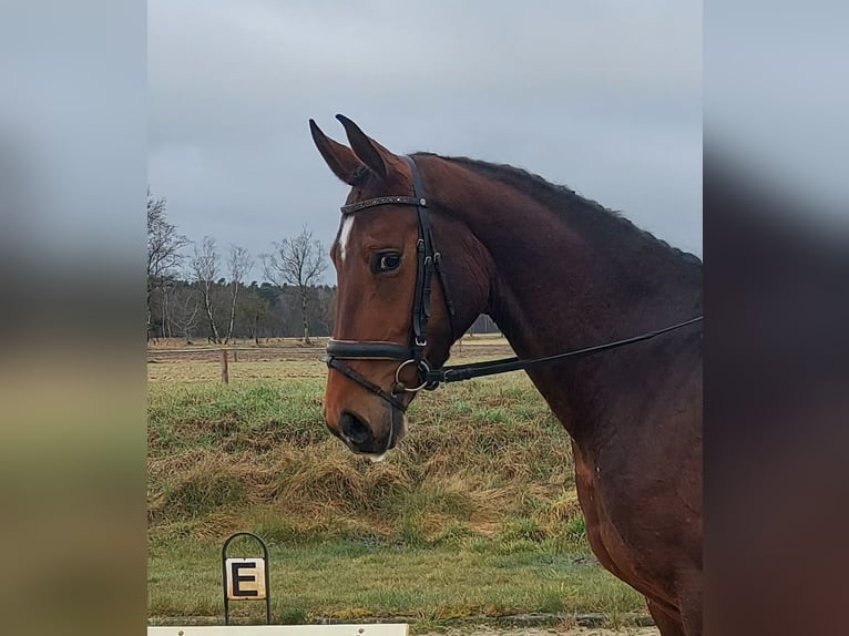 Hannoveriano Yegua 4 años 172 cm Castaño oscuro in Gifhorn