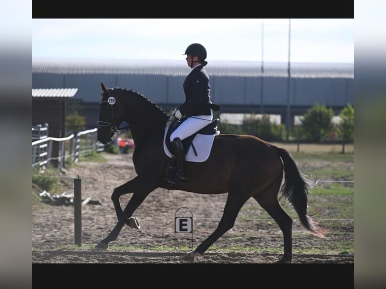 Hannoveriano Yegua 4 años 172 cm Castaño oscuro in Langenhagen