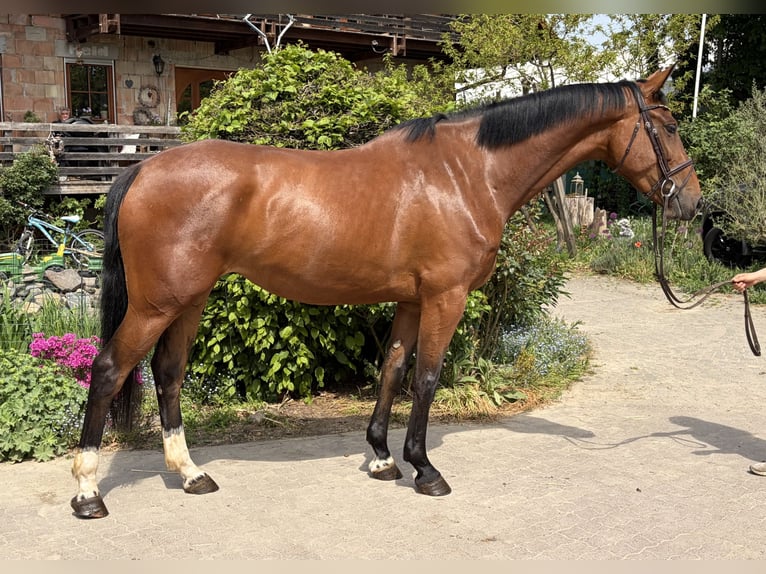 Hannoveriano Yegua 4 años 173 cm Castaño in Babenhausen
