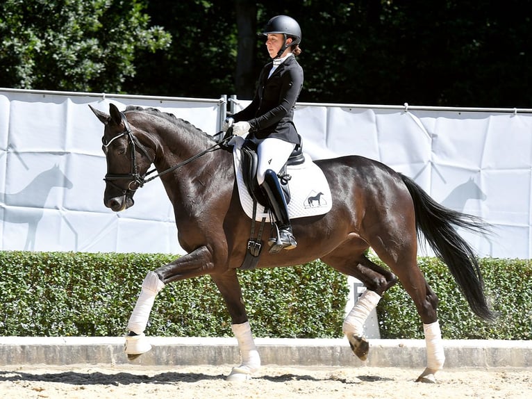 Hannoveriano Yegua 4 años 173 cm Negro in Bad Bevensen