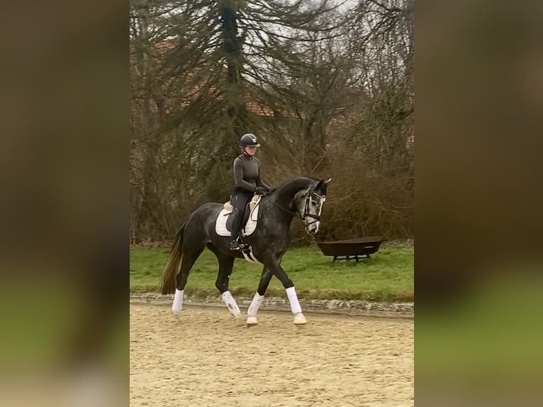 Hannoveriano Yegua 4 años 173 cm Tordo in Rosdorf