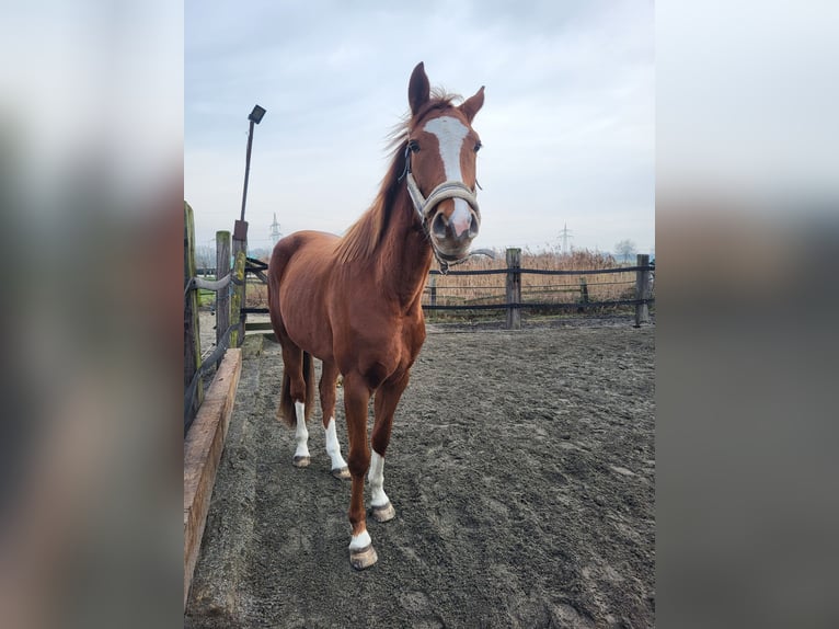 Hannoveriano Yegua 4 años 174 cm Alazán in Lünen