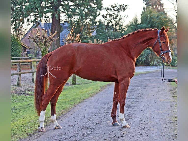 Hannoveriano Yegua 4 años 174 cm Alazán in Kempen