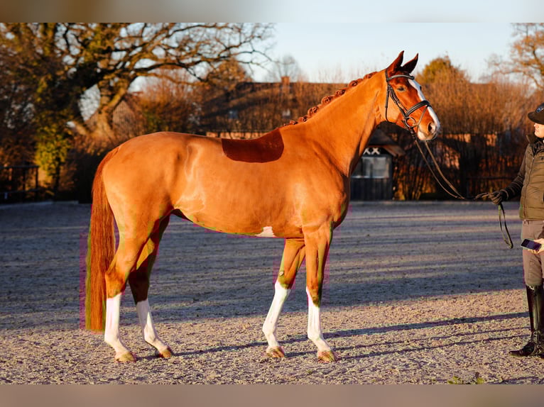 Hannoveriano Yegua 4 años 174 cm Alazán in Güby