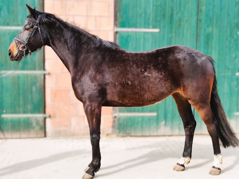 Hannoveriano Yegua 4 años 174 cm Castaño oscuro in Hardegsen