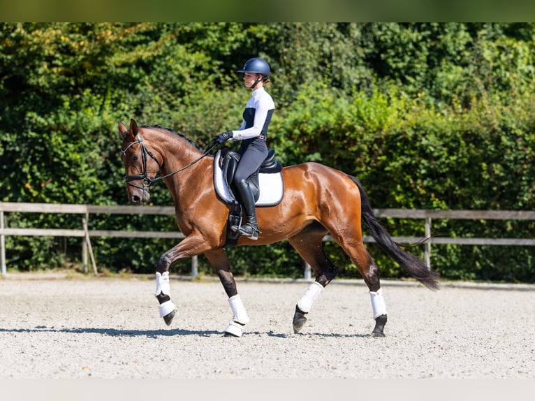 Hannoveriano Yegua 4 años 174 cm Castaño rojizo in Hardinxveld - Giessendam