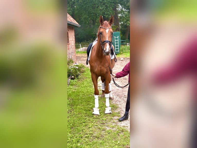 Hannoveriano Yegua 4 años 175 cm Alazán in Kirchlinteln
