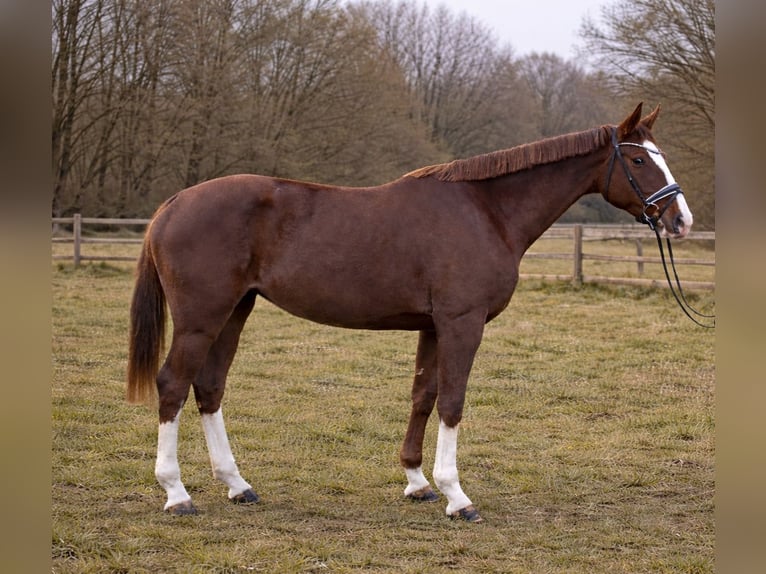 Hannoveriano Yegua 4 años 175 cm Alazán-tostado in Hanerau-Hademarschen