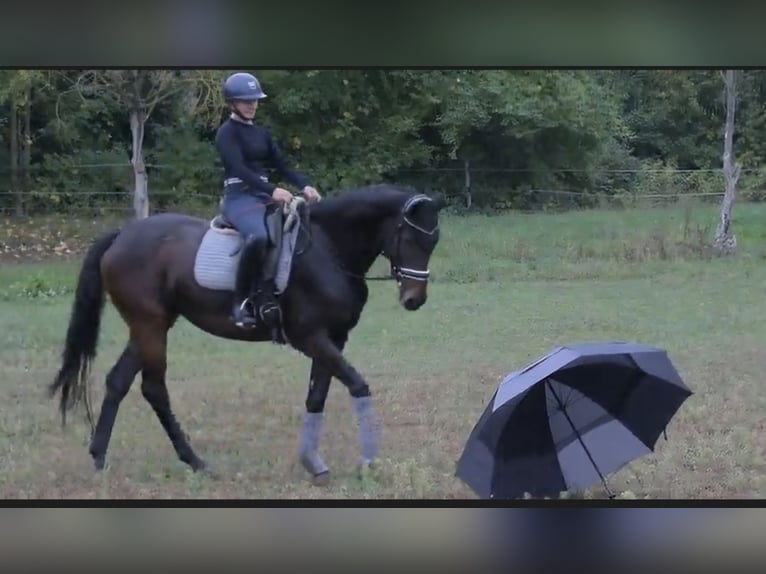 Hannoveriano Yegua 4 años 175 cm Castaño oscuro in Leipzig