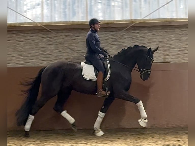 Hannoveriano Yegua 4 años 176 cm Negro in Wehringen