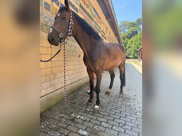 Hannoveriano Yegua 4 años 180 cm Castaño in Rimbach