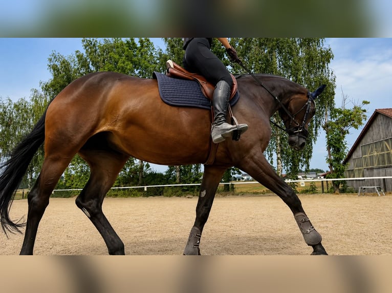 Hannoveriano Yegua 4 años 180 cm Castaño in Rimbach