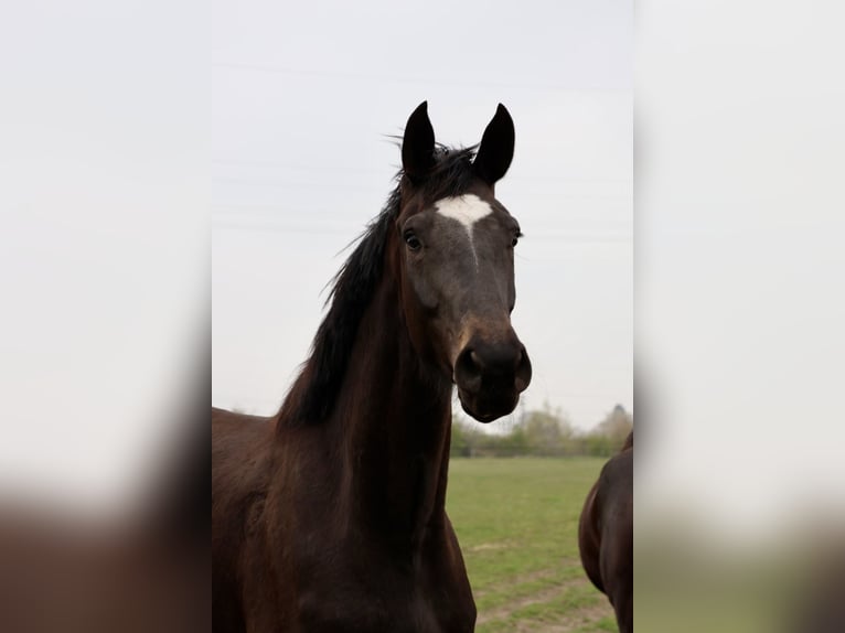 Hannoveriano Yegua 4 años 180 cm Castaño oscuro in Nienburg (Weser) Holtorf