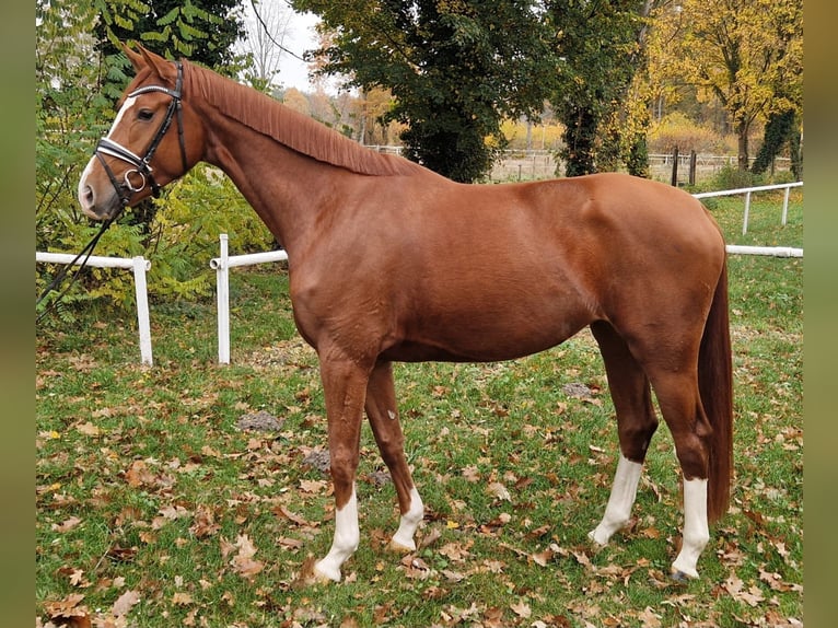 Hannoveriano Yegua 4 años Alazán in Nienhagen