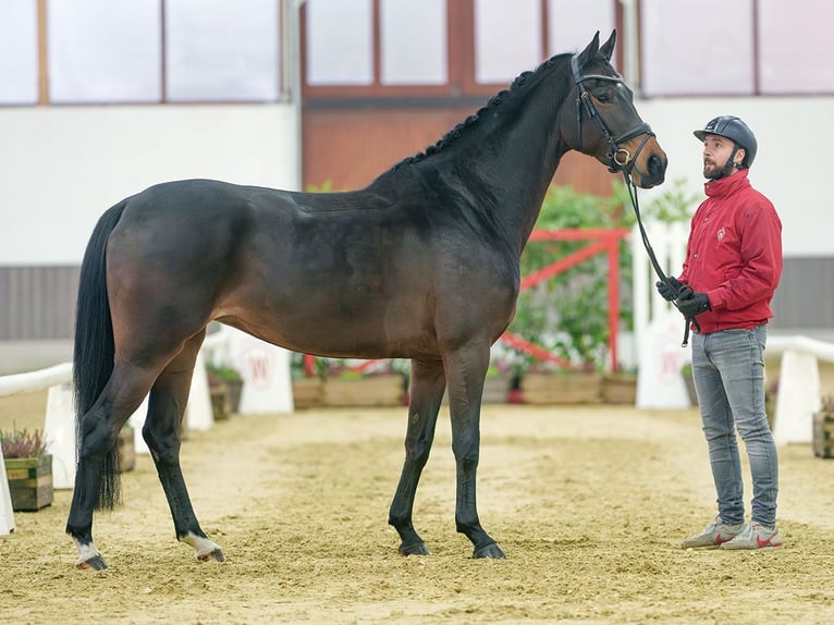 Hannoveriano Yegua 4 años Castaño in Münster-Handorf