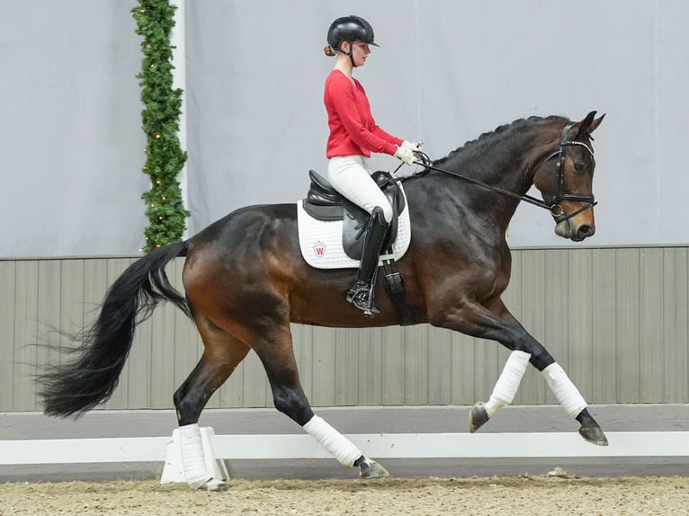 Hannoveriano Yegua 4 años Castaño oscuro in Münster-Handorf