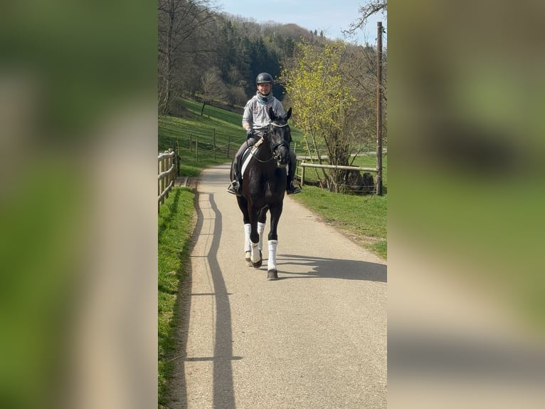 Hannoveriano Yegua 4 años Negro in Niederstetten