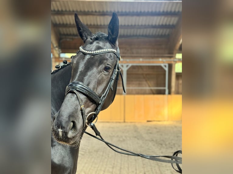 Hannoveriano Yegua 4 años Negro in Niederstetten