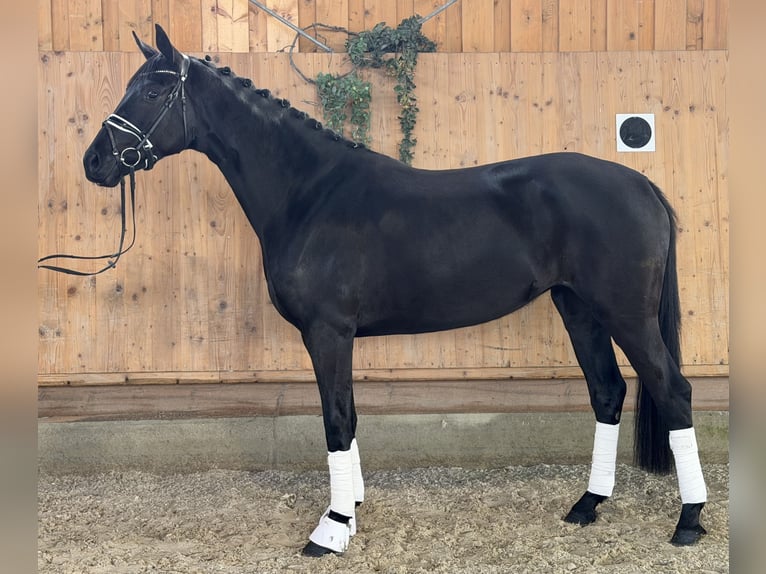 Hannoveriano Yegua 4 años Negro in Riedlingen