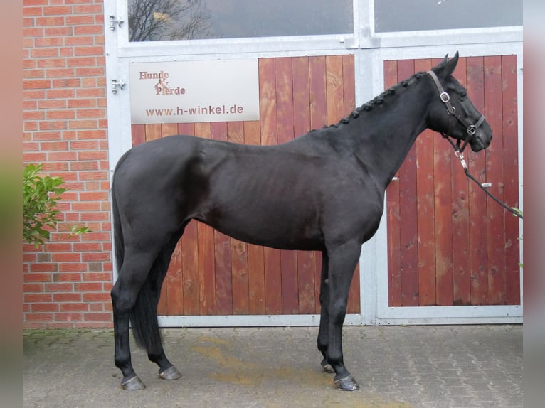 Hannoveriano Yegua 5 años 153 cm Negro in Dorsten