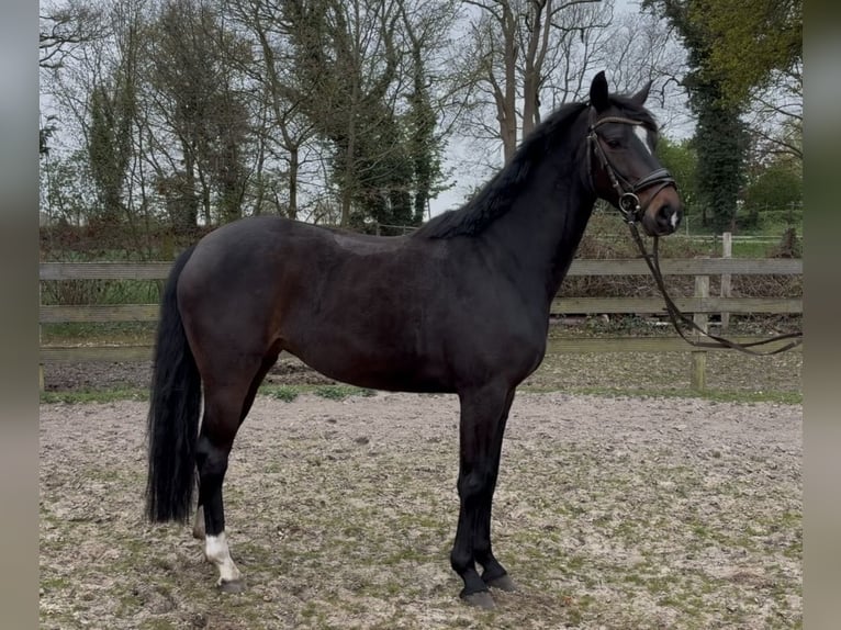 Hannoveriano Yegua 5 años 158 cm Castaño oscuro in Hagen im Bremischen