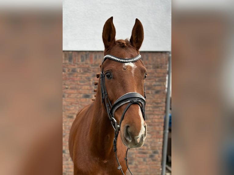 Hannoveriano Yegua 5 años 160 cm Alazán-tostado in Niederkassel