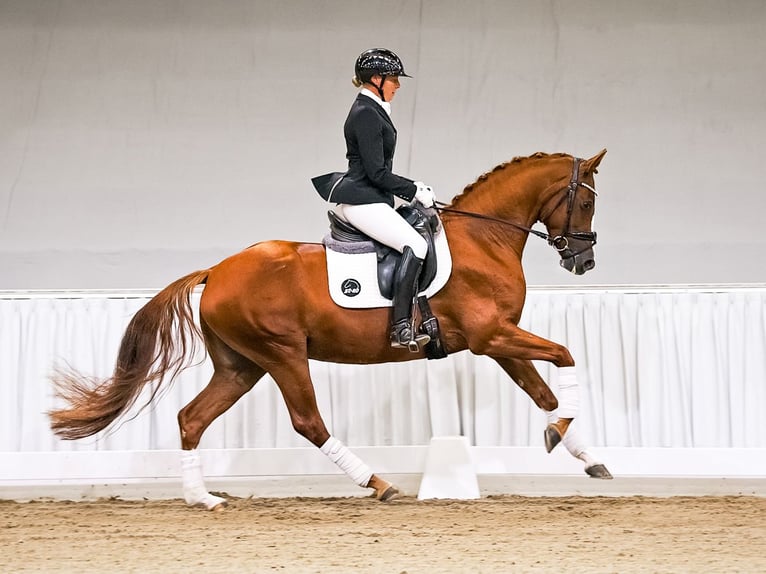 Hannoveriano Yegua 5 años 160 cm Alazán-tostado in Verden