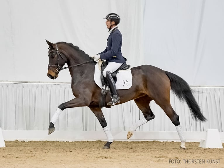 Hannoveriano Yegua 5 años 160 cm Castaño oscuro in Verden