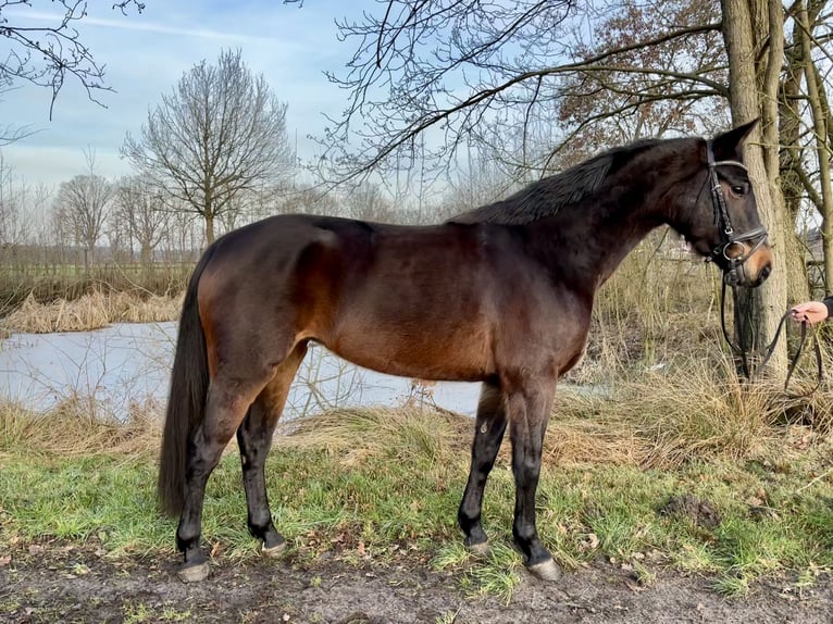 Hannoveriano Yegua 5 años 160 cm Castaño oscuro in Walsrode