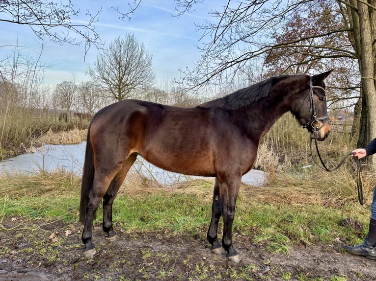 Hannoveriano Yegua 5 años 160 cm Castaño oscuro in Walsrode